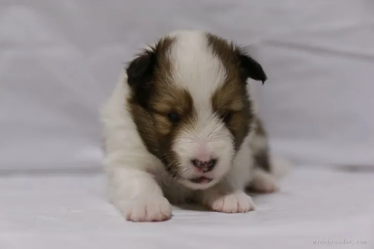 ID：1805-01072の子犬