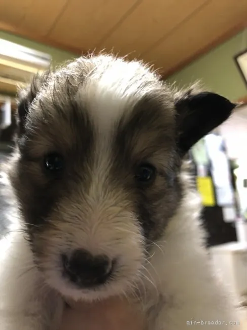 ラーウィック 様のお迎えした子犬