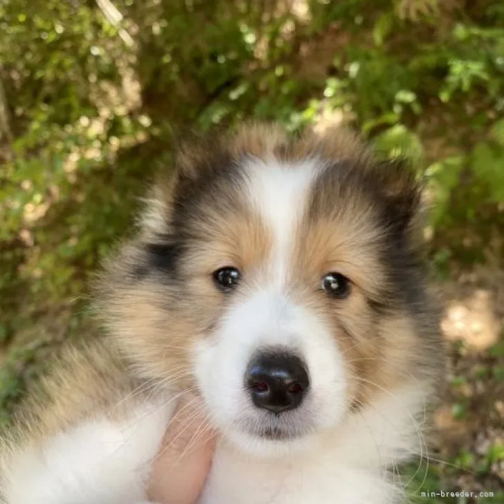 ID:2309-06718の子犬