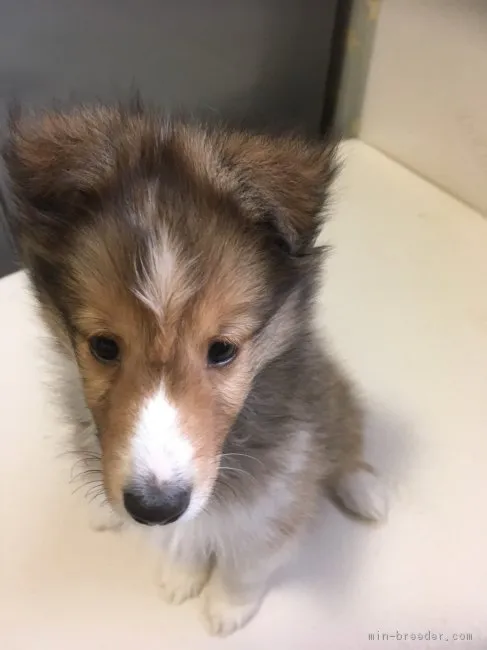 ID:1801-01705の子犬