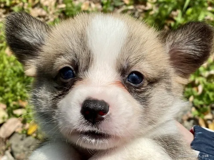 T.A 様のお迎えした子犬