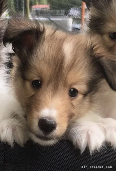 ID:1805-00823の子犬