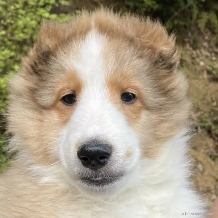 C.D 様のお迎えした子犬