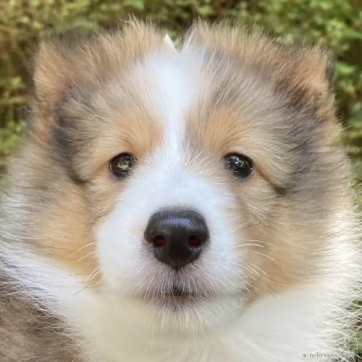 Kamatama 様のお迎えした子犬