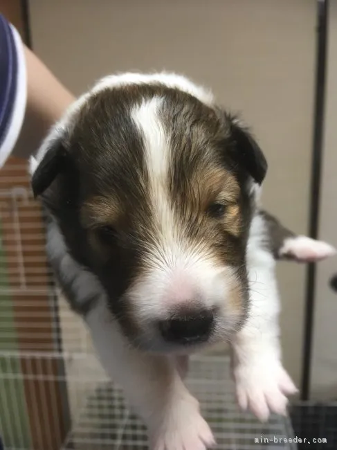 のんきな母さん 様のお迎えした子犬