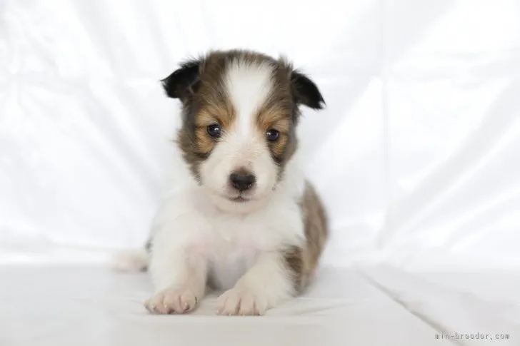 ココ 様のお迎えした子犬