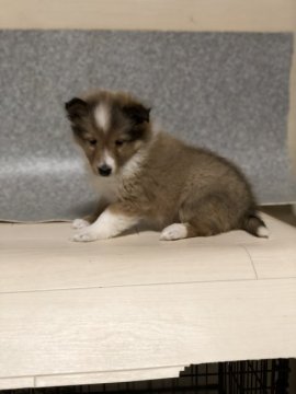 シェットランドシープドッグ【高知県・女の子・2018年11月11日・セーブル】の写真「グランドチャンピオン直子」