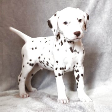 ダルメシアン【群馬県・男の子・2025年10月8日・レバー&ホワイト】の写真「輸入犬を父に持つ 優良血統の男の子❣️」