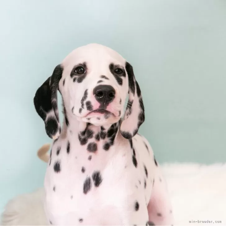ID：2410-08135の子犬