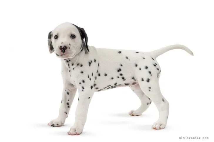 K.K 様のお迎えした子犬