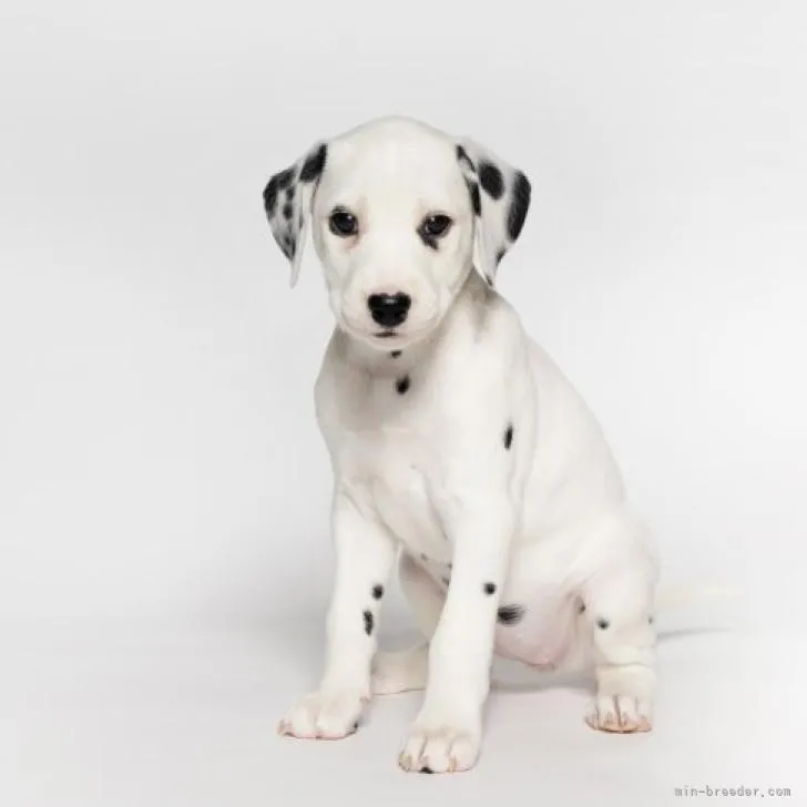 ID：2212-02463の子犬