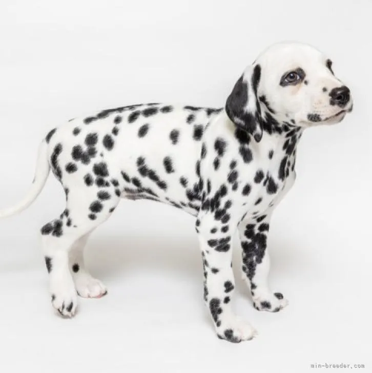 ID：2211-01130の子犬