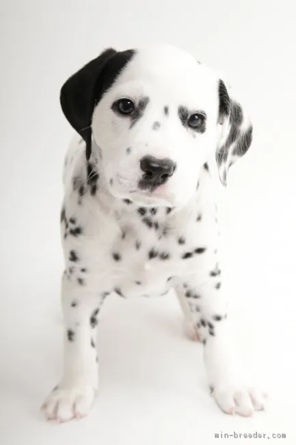 ID：1804-00820の子犬