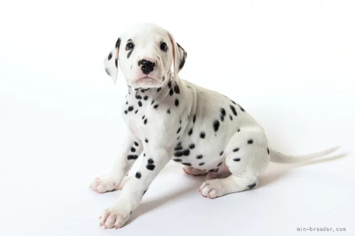 JOTS 様のお迎えした子犬