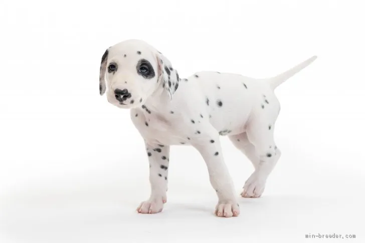 ID：2106-01133の子犬