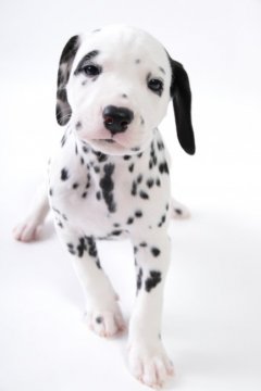 ダルメシアン【群馬県・男の子・2020年4月4日・ブラック&ホワイト】の写真「INT.CH,JKCチャンピオンの直子」