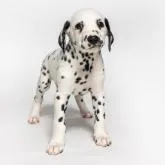 ダルメシアン【群馬県・男の子・2022年10月22日・ブラック&ホワイト】の写真1