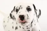 ダルメシアン【群馬県・女の子・2021年1月19日・ホワイト&ブラック】の写真3