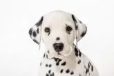 ダルメシアン【群馬県・男の子・2022年9月16日・ブラック&ホワイト】の写真3