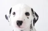 ダルメシアン【群馬県・女の子・2020年4月4日・ブラック&ホワイト】の写真3