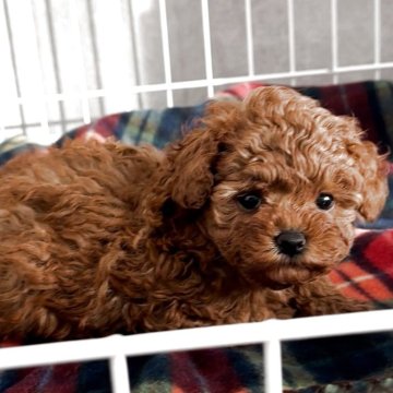 トイプードル(タイニー)【三重県・男の子・2025年10月31日・レッド】の写真「お顔まんまる！」