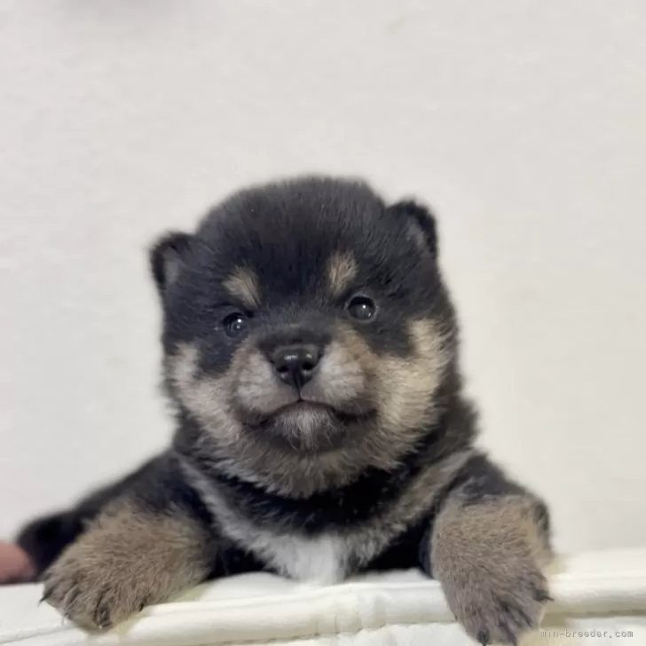 ID：2503-05391の子犬