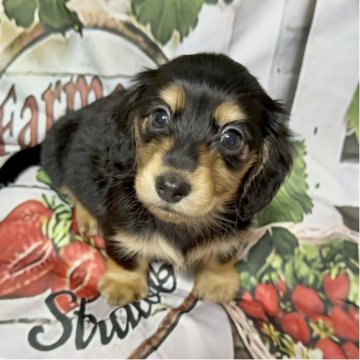 ミニチュアダックスフンド(ロング)【神奈川県・男の子・2025年10月12日・ブラックタン】の写真「おめめくりくりで可愛い兄妹♡」