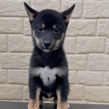 柴犬(豆柴)【神奈川県・男の子・2024年9月3日・黒】の写真「代々成犬時4kg前後の豆柴認定犬！！」