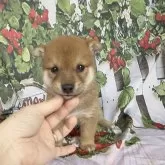 豆柴