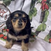 ミニチュアダックスフンド(ロング)