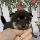 豆柴