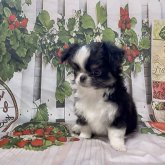 チワワ(ロング)