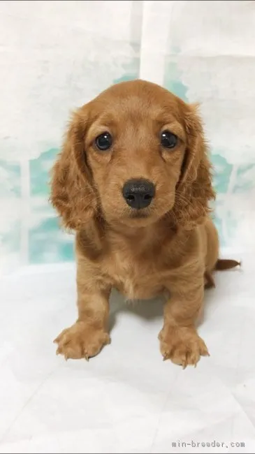 ID:1809-00181の子犬