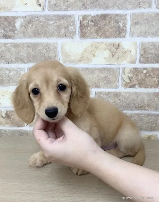たけ 様のお迎えした子犬