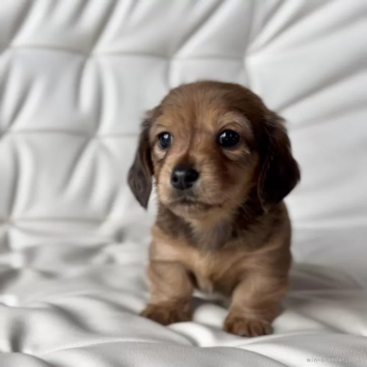 ID：2401-03594の子犬