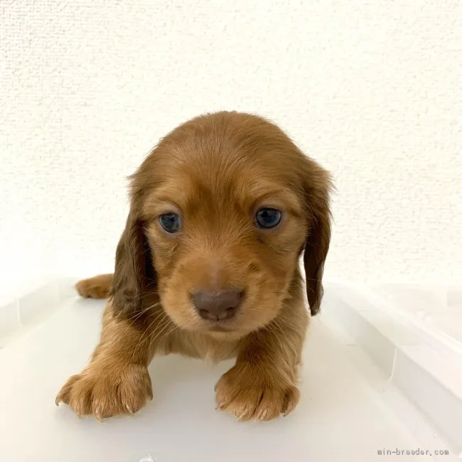 ID：1906-02517の子犬
