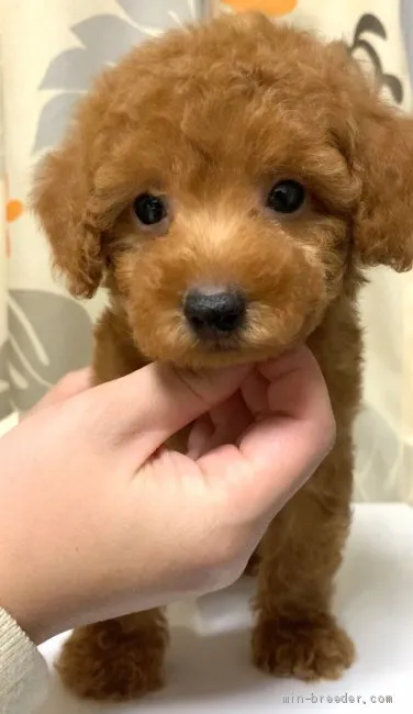 ID:2010-01951の子犬