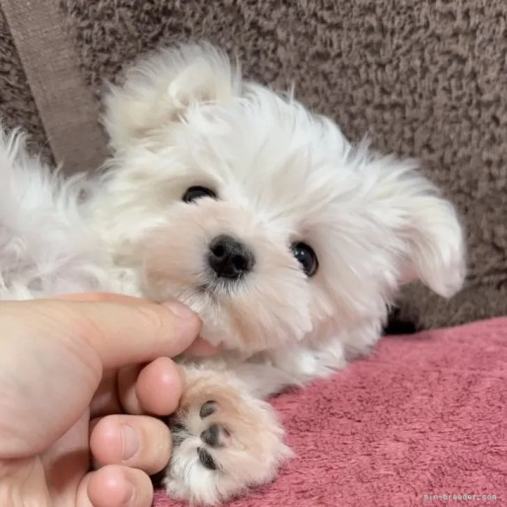 ID：2303-01868の子犬