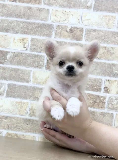 ID:2108-03042の子犬