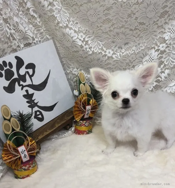 ID:2112-00732の子犬