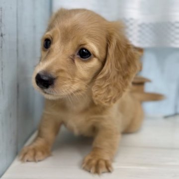 カニンヘンダックスフンド(ロング)【神奈川県・女の子・2023年6月28日・ゴールド】の写真「今月のみの価格です！！」