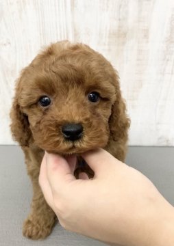 トイプードル(トイ)【神奈川県・男の子・2021年7月21日・レッド】の写真「おめめくりくりの可愛い男の子♡」