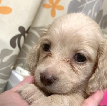 カニンヘンダックスフンド(ロング)【神奈川県・女の子・2020年8月16日・イエロー】の写真「おっとり可愛い美女姉妹♡」