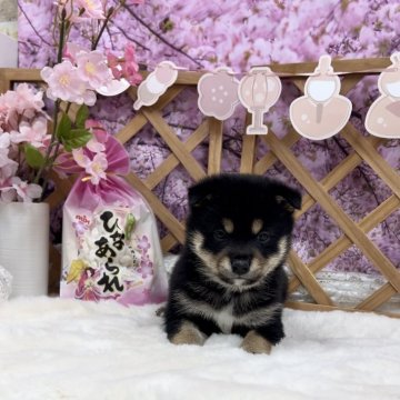 柴犬(豆柴)【神奈川県・男の子・2024年1月22日・黒】の写真「本物の豆柴！！両親豆柴認定犬です💓」