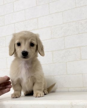 カニンヘンダックスフンド(ロング)【神奈川県・女の子・2021年9月1日・イエロー】の写真「当犬舎自慢のイエローカラーの女の子♡」