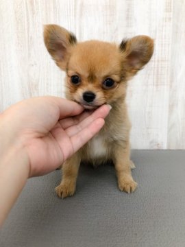 チワワ(ロング)【神奈川県・男の子・2021年5月15日・フォーン】の写真「お顔の小さい男の子♡PRAクリア」