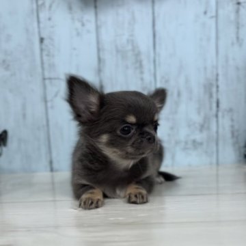 チワワ(ロング)【神奈川県・女の子・2023年8月7日・ブルータンホワイト】の写真「特選クラスのチワワです♡」