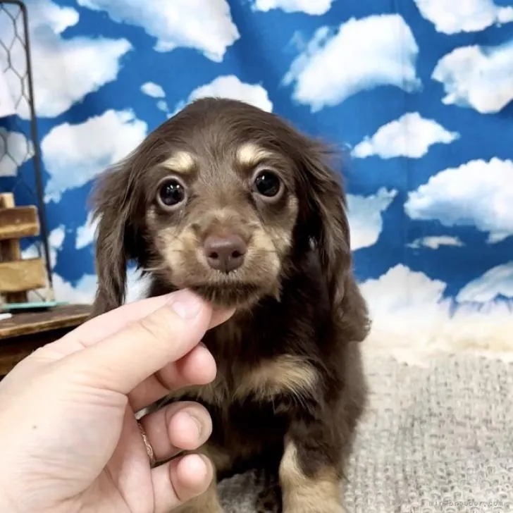 ID：2207-02638の子犬
