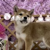 柴犬(標準サイズ)【神奈川県・男の子・2023年12月13日・赤】の写真2