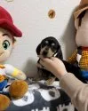 ミニチュアダックスフンド(スムース)【神奈川県・男の子・2021年12月6日・ブラックイエロー】の写真2